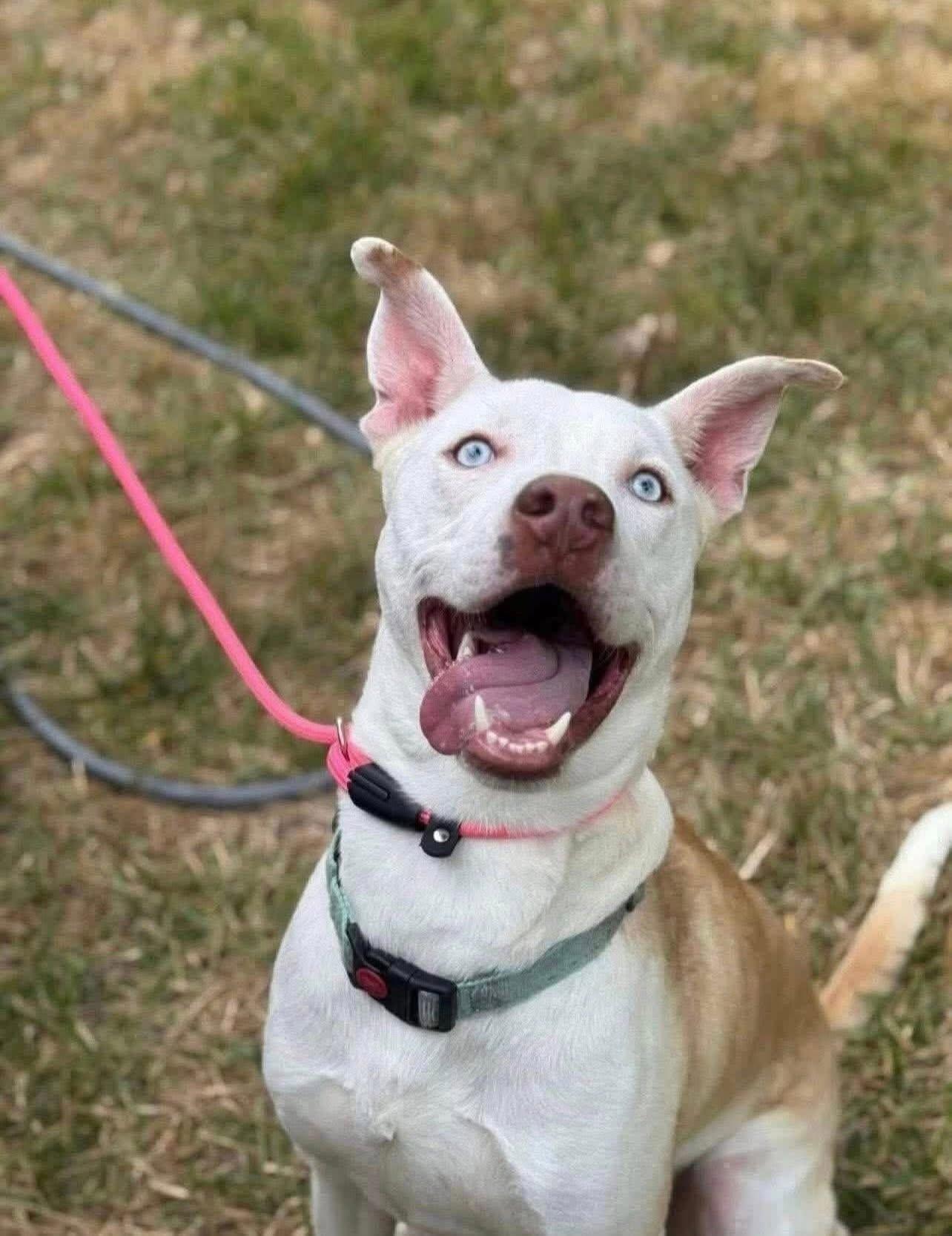 Enlarge Forrest, a Adoptable mixed breed in Bellevue, WA image 5/6