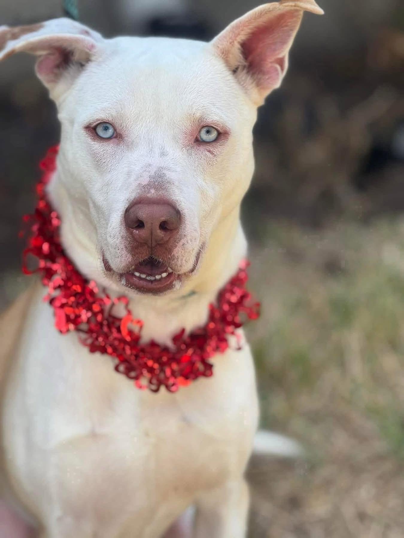 Enlarge Forrest, a Adoptable mixed breed in Bellevue, WA image 3/6