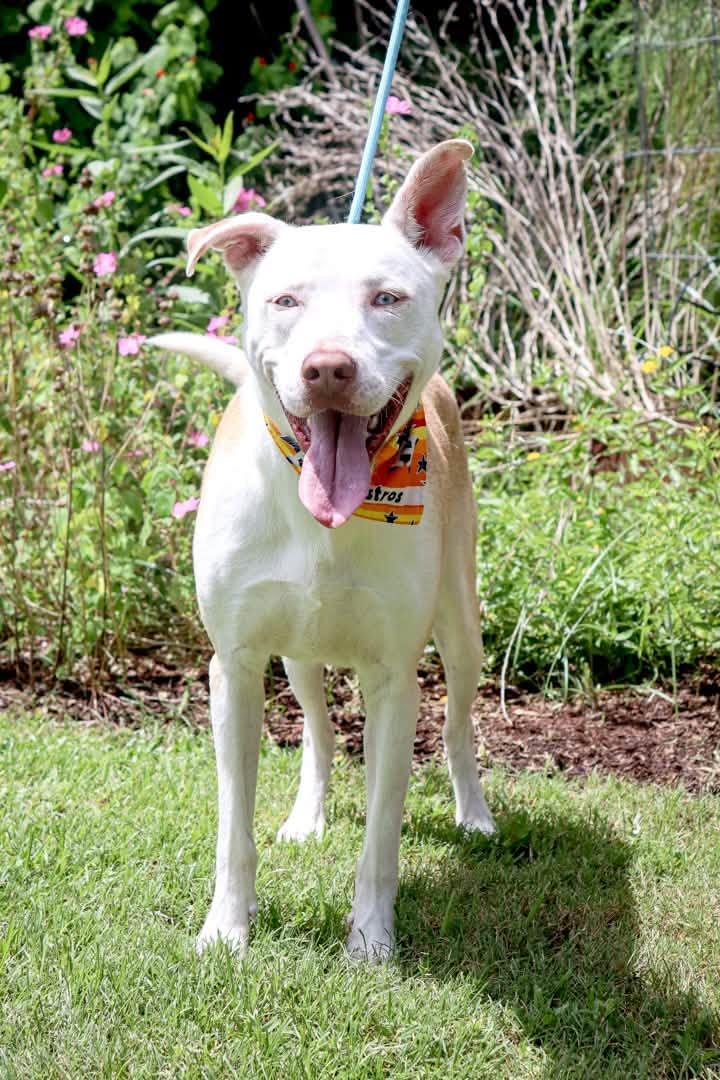 Enlarge Forrest, a Adoptable mixed breed in Bellevue, WA image 2/6