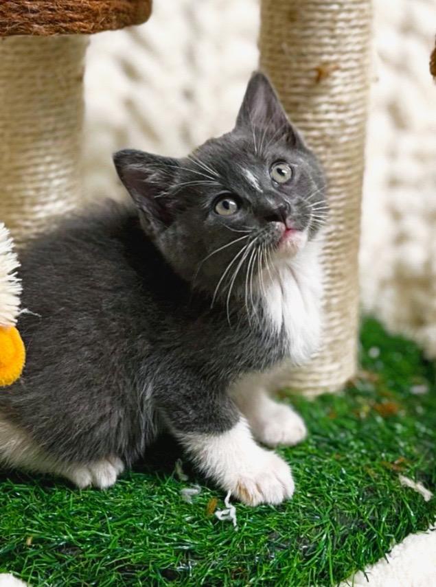 Ocean, Adoptable, Young Male Domestic Short Hair.