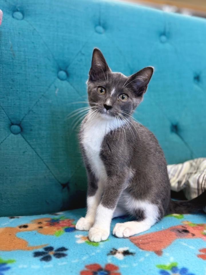 Ocean, a Adoptable mixed breed in Effingham, IL image 2/5