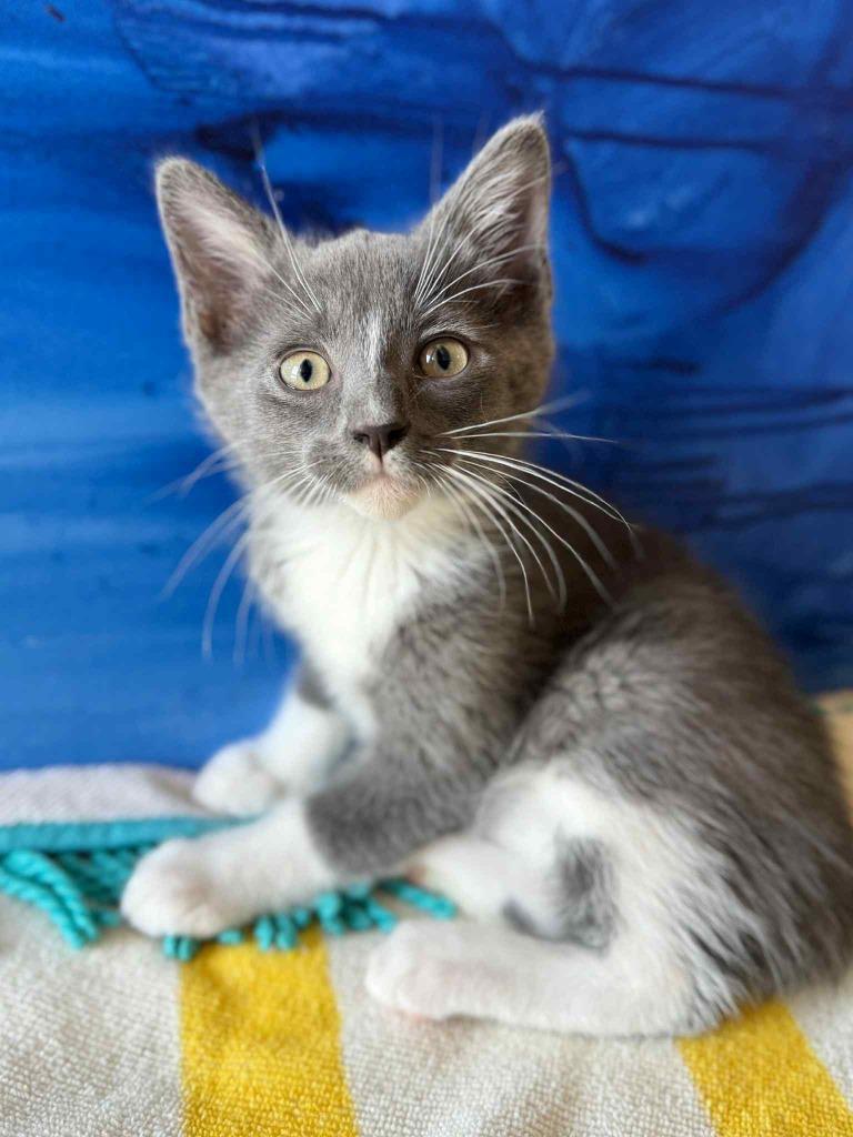 Ocean, a Adoptable mixed breed in Effingham, IL image 3/5