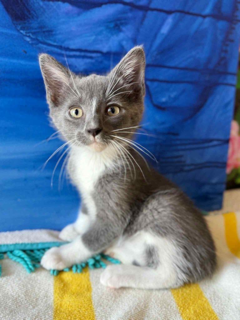 Ocean, a Adoptable mixed breed in Effingham, IL image 4/5