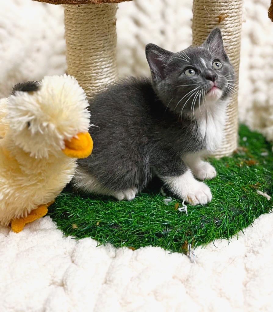 Ocean, a Adoptable mixed breed in Effingham, IL image 5/5