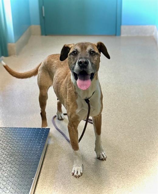 SAM, Adoptable, Adult Male Hound & Mixed Breed.