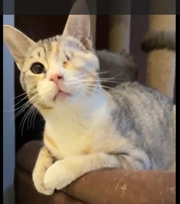 Terrific Tina from Kuwait, Baby Female Domestic Short Hair