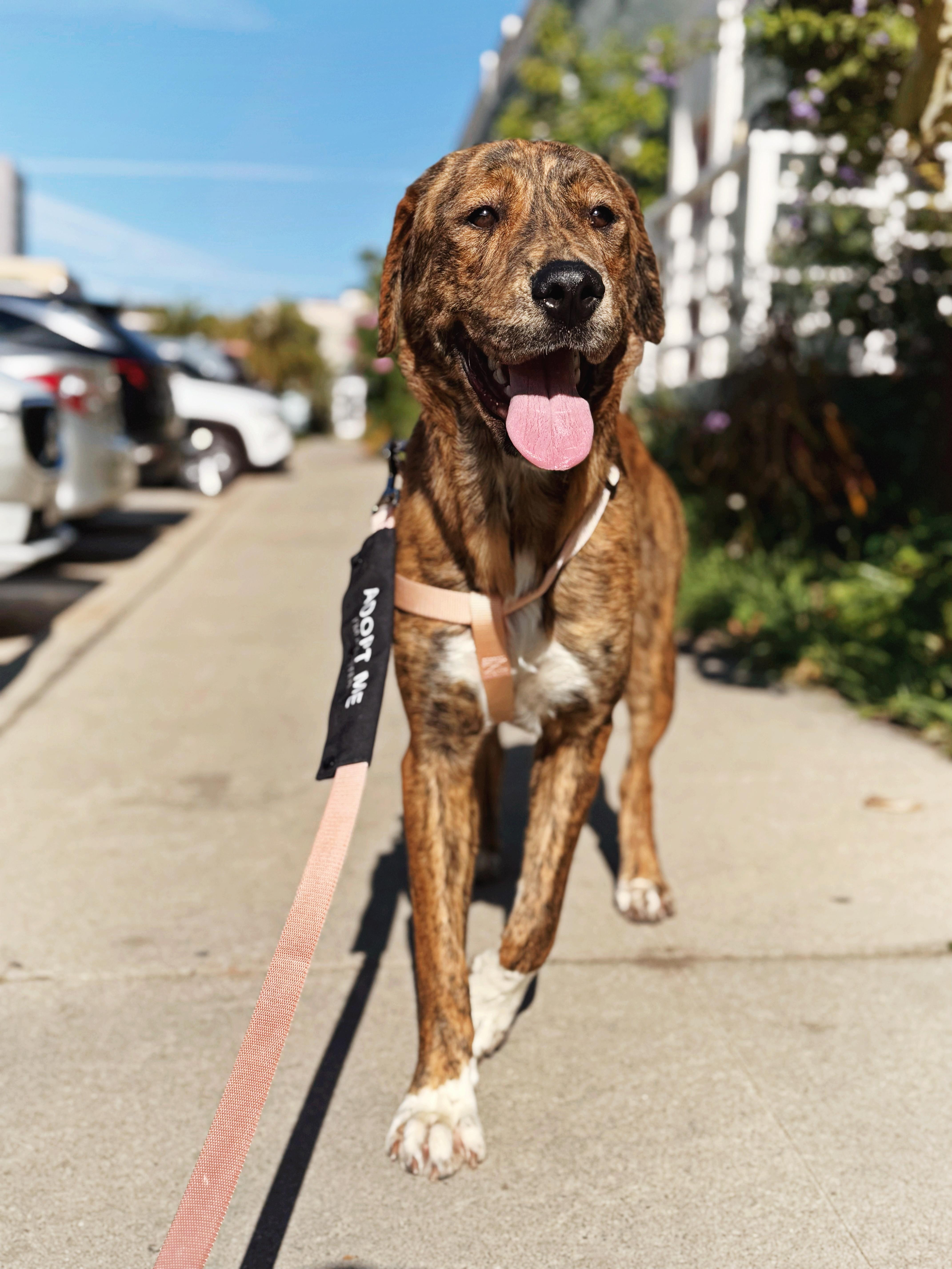 Enlarge Whiskey, a Adopted mixed breed in salt lake city, UT image 1/3