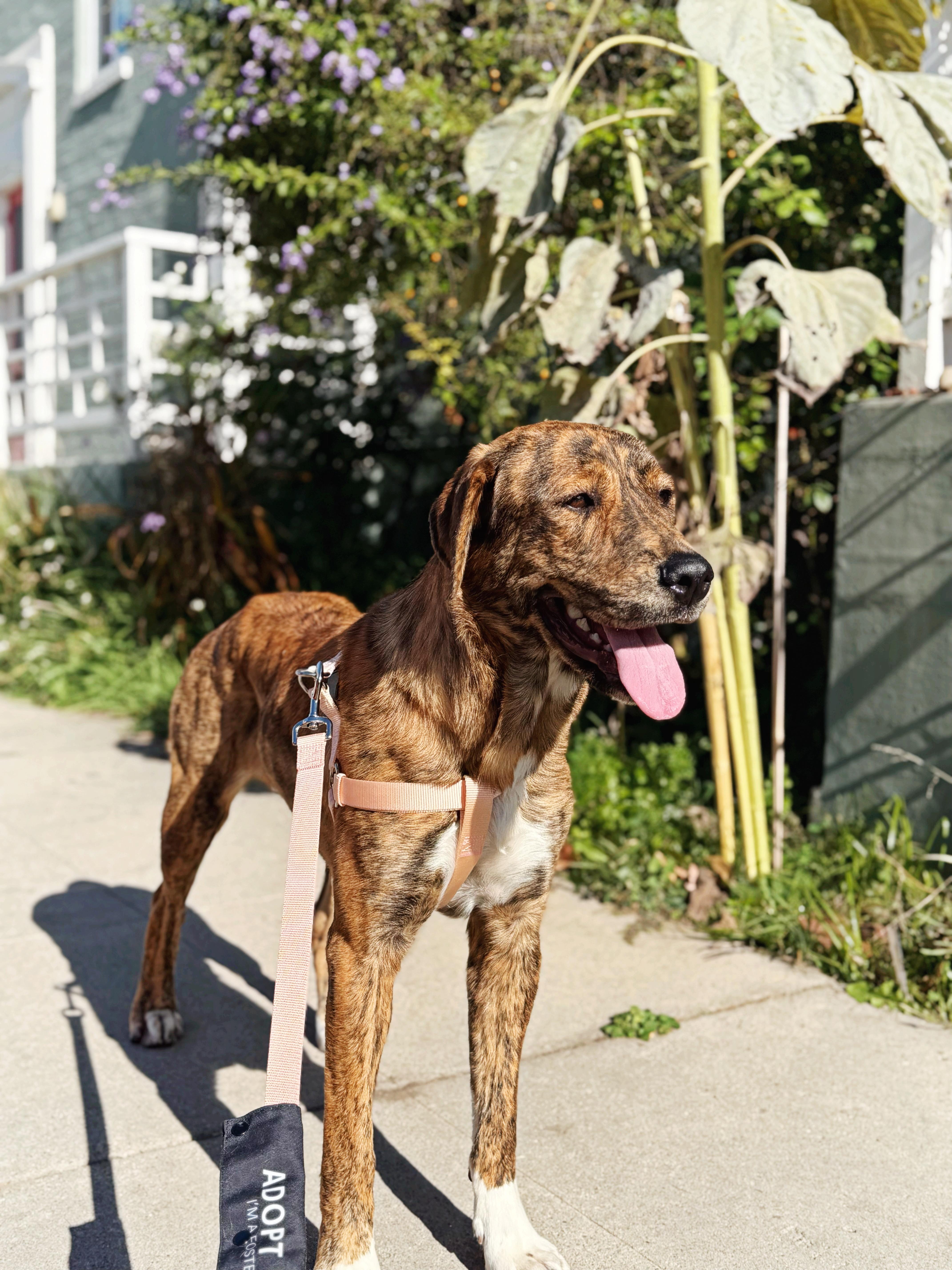 Enlarge Whiskey, a Adopted mixed breed in salt lake city, UT image 2/3