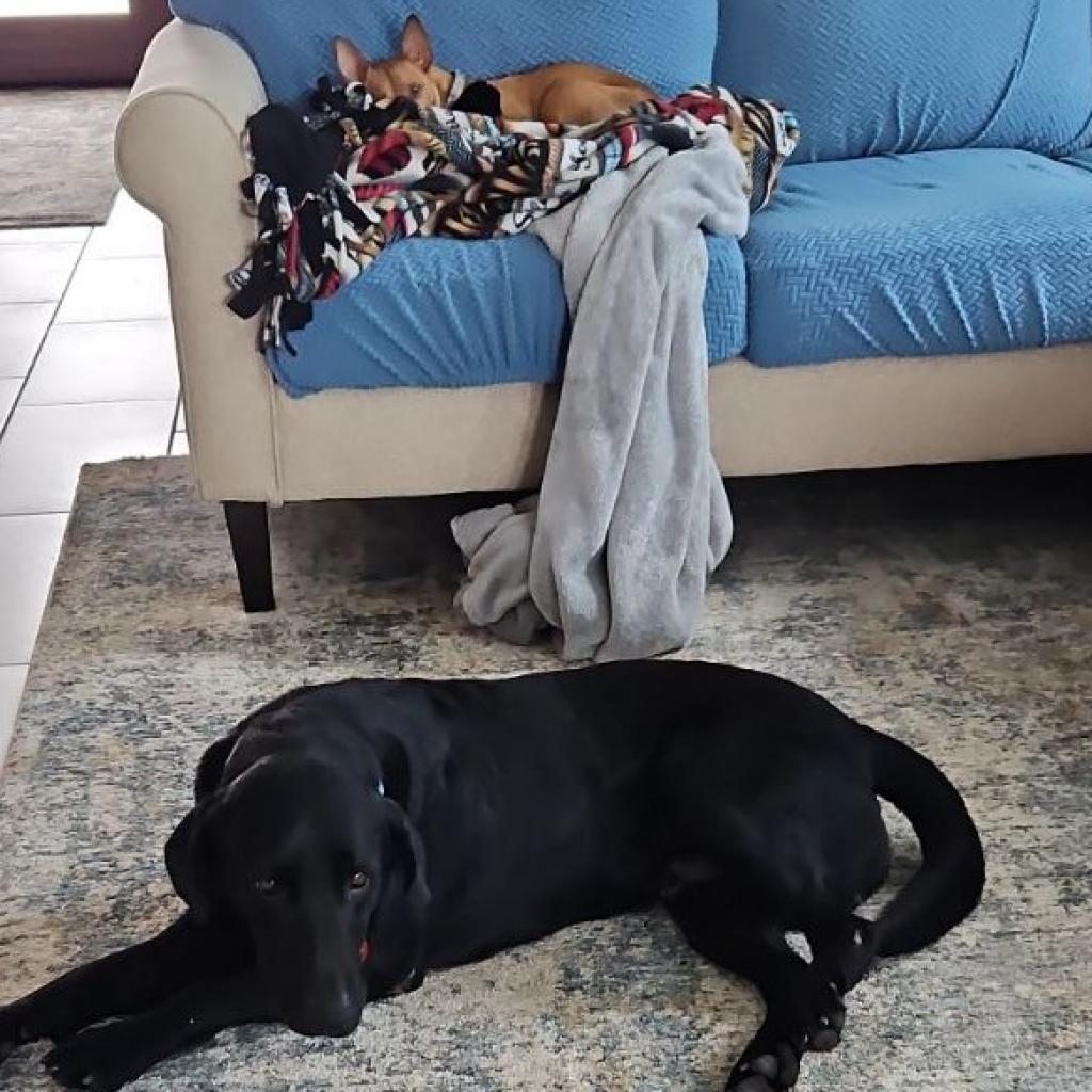 Dog for adoption Duke, a Black Labrador Retriever & Hound Mix in San