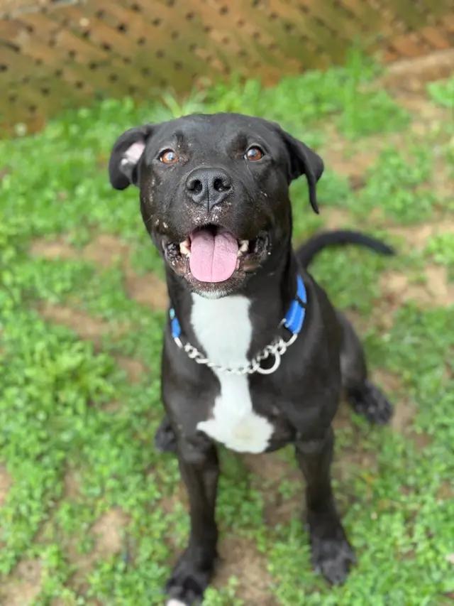 Enlarge Daniel, a ADOPTABLE mixed breed in Stahlstown, PA image 1/6