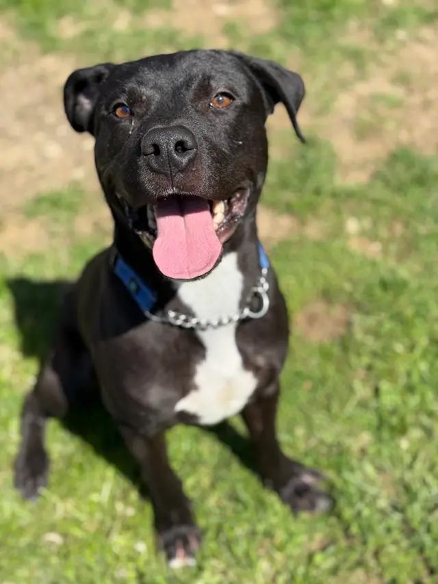 Enlarge Daniel, a ADOPTABLE mixed breed in Stahlstown, PA image 2/6