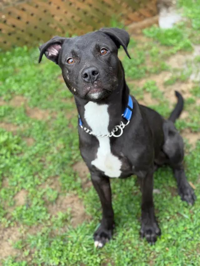 Enlarge Daniel, a ADOPTABLE mixed breed in Stahlstown, PA image 4/6
