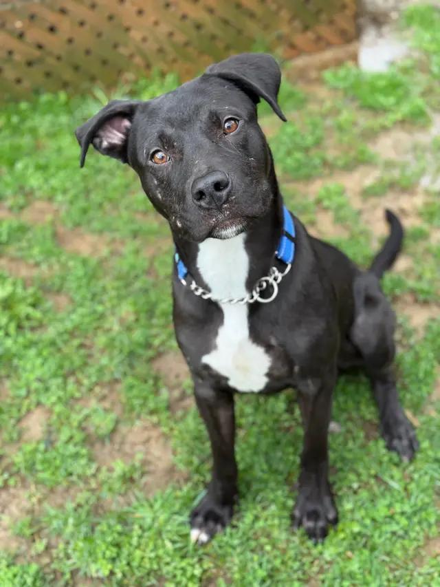 Enlarge Daniel, a ADOPTABLE mixed breed in Stahlstown, PA image 5/6
