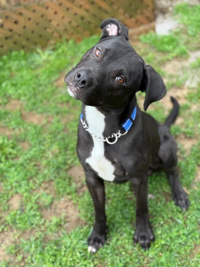 Enlarge Daniel, a ADOPTABLE mixed breed in Stahlstown, PA image 3/6