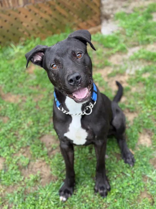 Enlarge Daniel, a ADOPTABLE mixed breed in Stahlstown, PA image 6/6