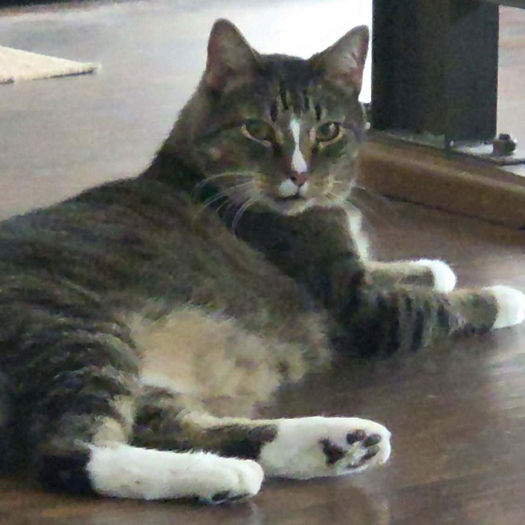 Mulder, Adoptable, Adult Male Domestic Short Hair.