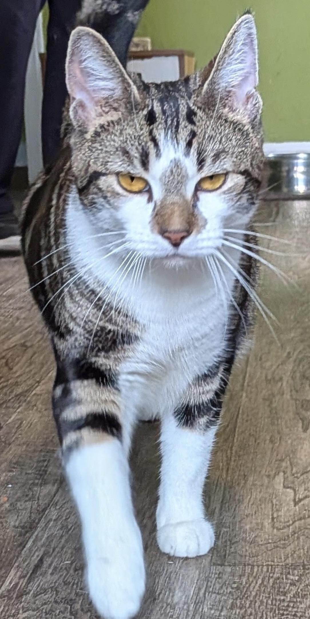 Princess ( Friendly girl), ADOPTABLE, Young Female Domestic Short Hair.