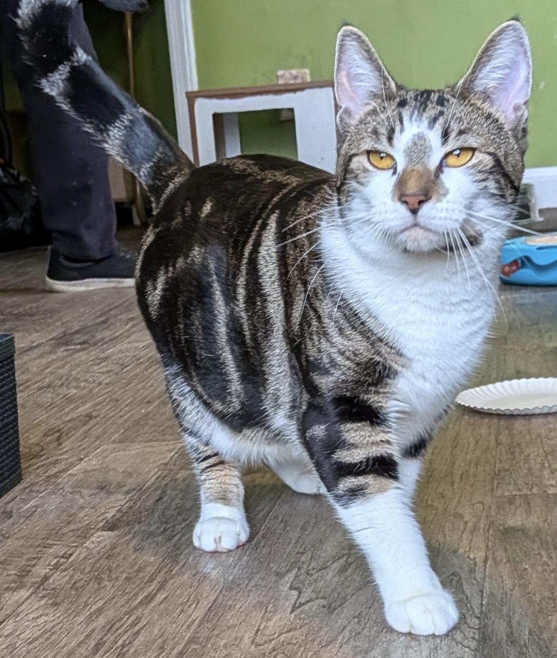 Enlarge Princess ( Friendly girl), a ADOPTABLE Domestic Short Hair in Staten Island, NY image 2/3