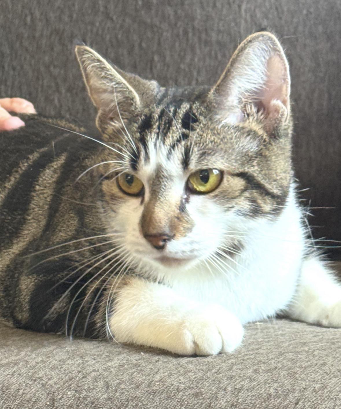 Princess ( Friendly girl), adoptable, Young Female Domestic Short Hair.