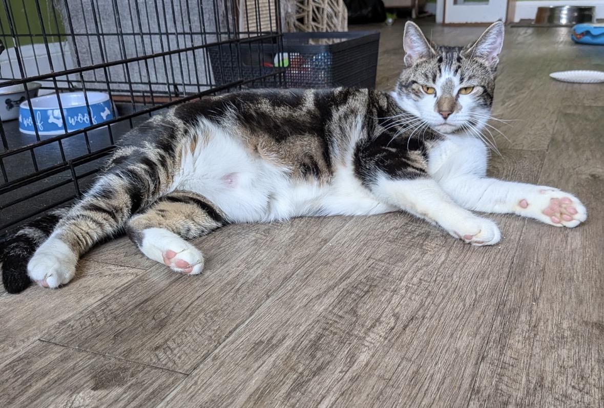 Enlarge Princess ( Friendly girl), a ADOPTABLE Domestic Short Hair in Staten Island, NY image 3/3