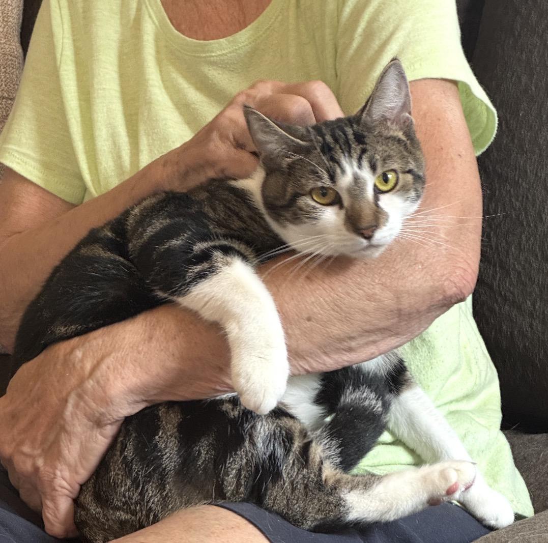 Enlarge Princess ( Friendly girl), an adoptable Domestic Short Hair in Staten Island, NY image 5/6
