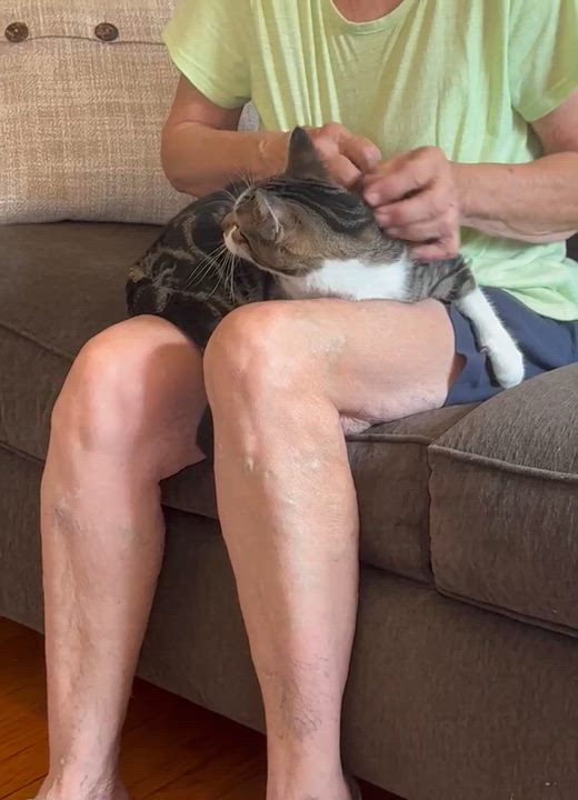 Enlarge Princess ( Friendly girl), an adoptable Domestic Short Hair in Staten Island, NY video 6/6