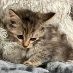 Narnia--Adoptable with Bonded Companion, Xanadu