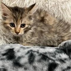 Narnia--Adoptable with Bonded Companion, Xanadu — thumbnail 2