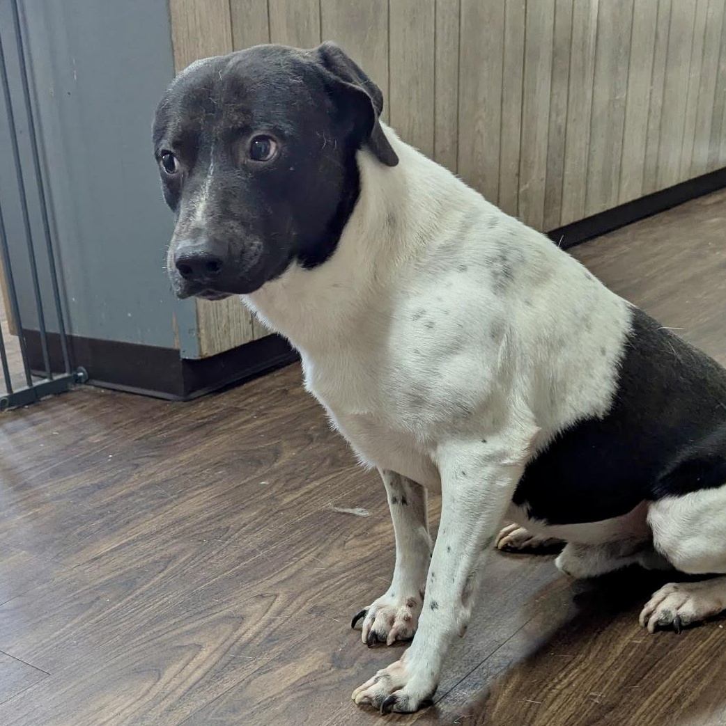 Enlarge BB, a Adoptable mixed breed in Paramus, NJ image 4/6