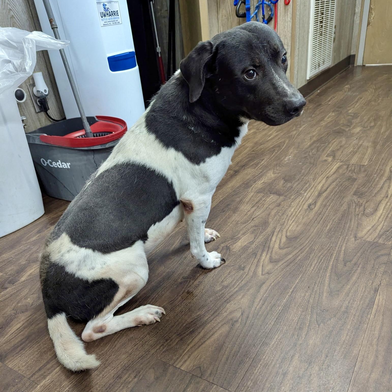 Enlarge BB, a Adoptable mixed breed in Paramus, NJ image 3/6