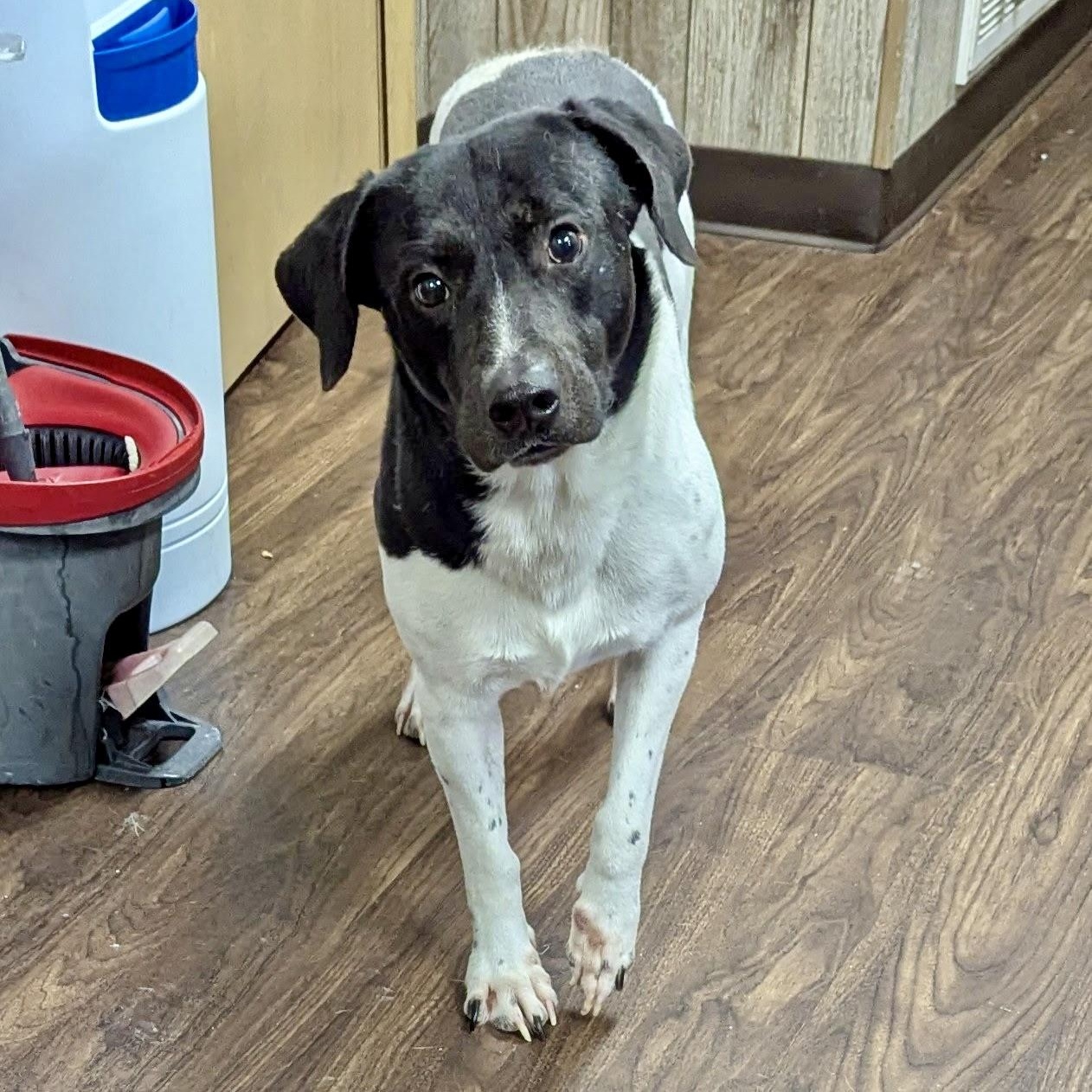 Enlarge BB, a Adoptable mixed breed in Paramus, NJ image 6/6