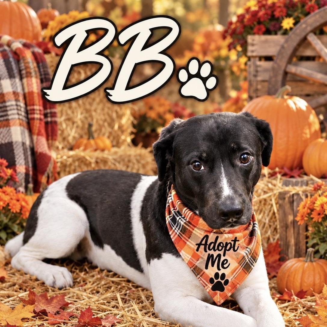 BB, Adoptable, Adult Male Terrier & Border Collie.