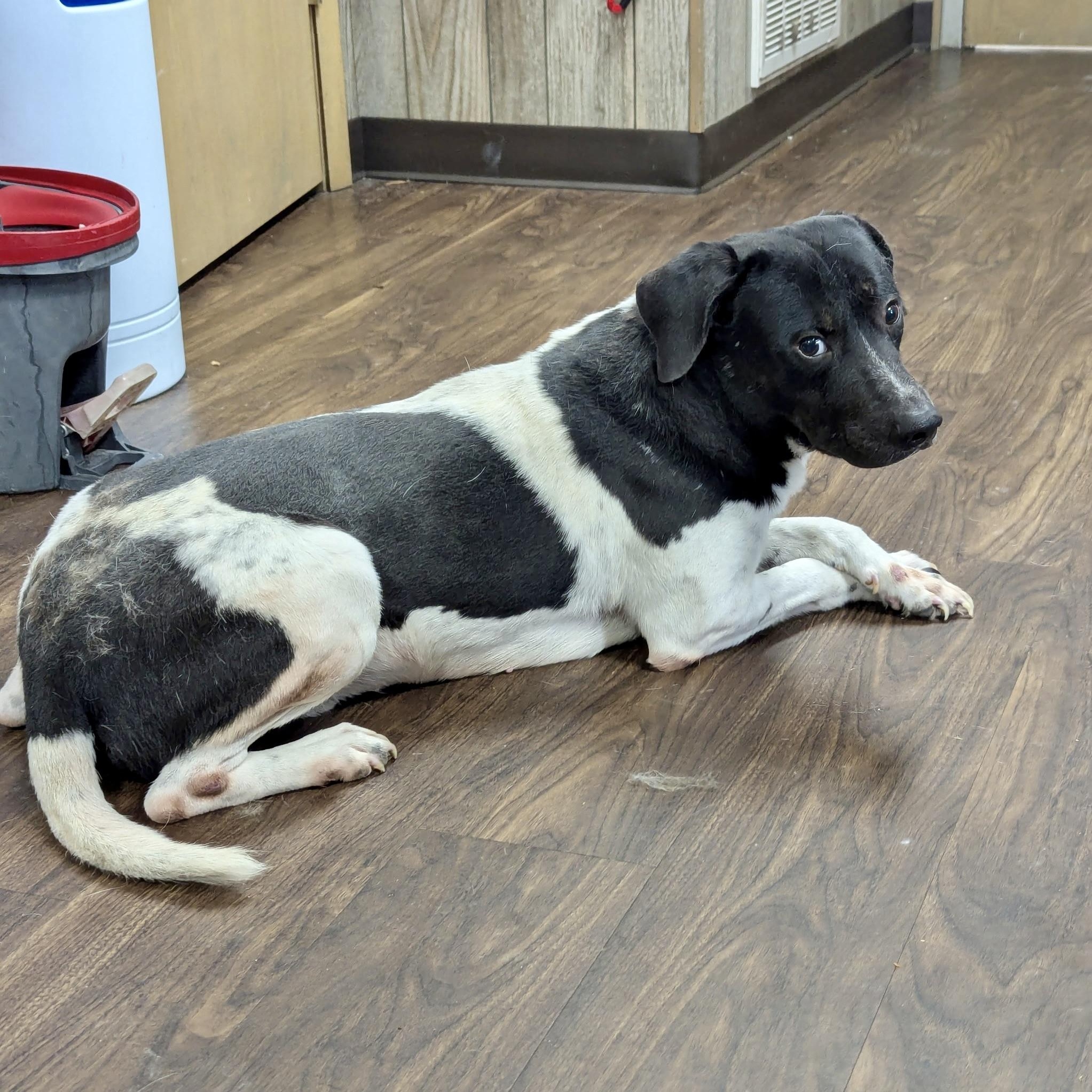 Enlarge BB, a Adoptable mixed breed in Paramus, NJ image 5/6