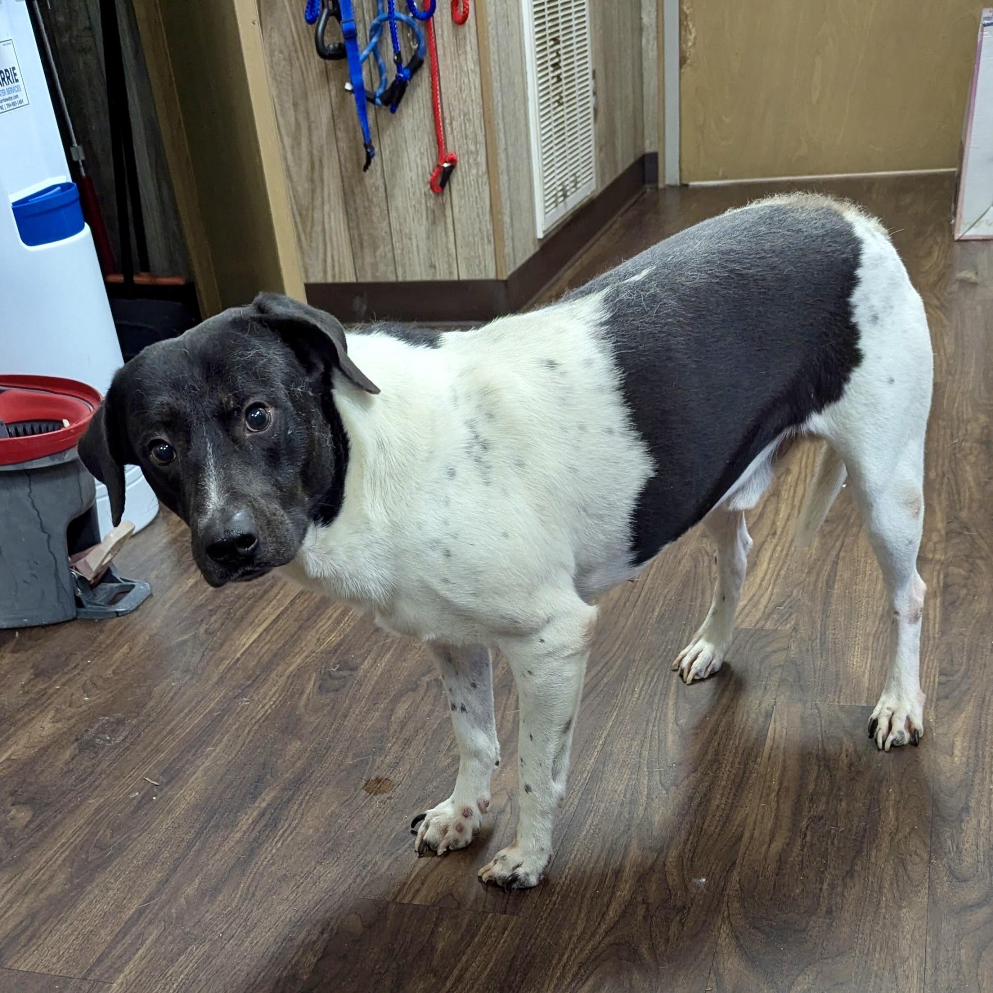 Enlarge BB, a Adoptable mixed breed in Paramus, NJ image 2/6