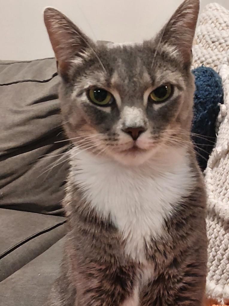 Enlarge Mama May, a Adoptable Domestic Short Hair in Dayton, MD image 1/1
