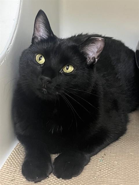 LUKA, Adoptable, Young Female Domestic Short Hair.