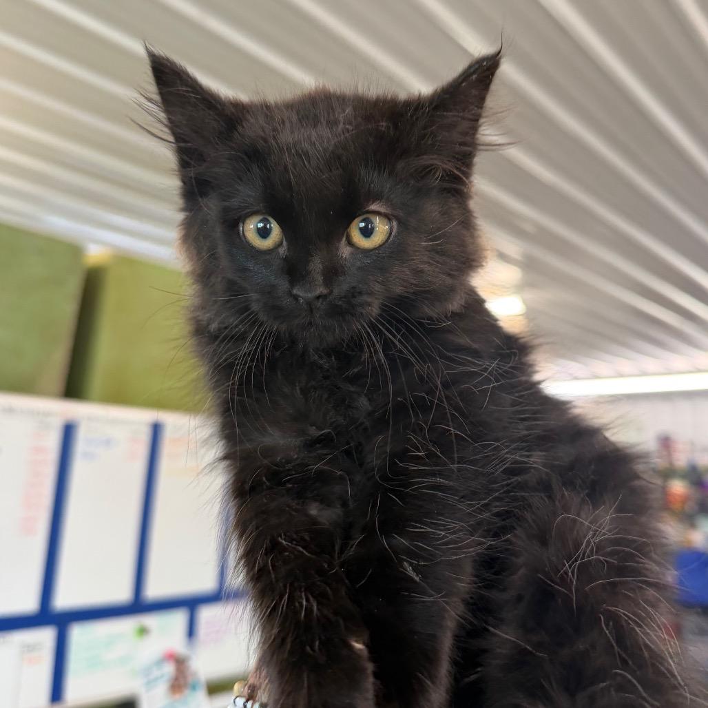 Onion, Adoptable, Kitten Male Domestic Medium Hair.