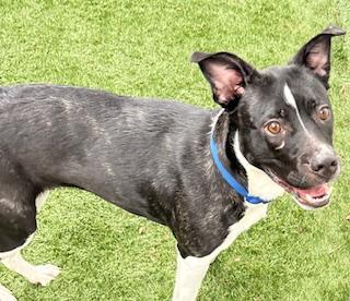 Enlarge Trixie, a ADOPTABLE mixed breed in Mount Juliet, TN image 4/5