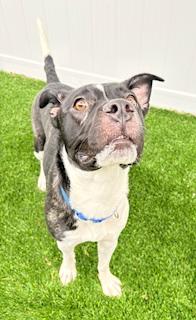 Enlarge Trixie, a ADOPTABLE mixed breed in Mount Juliet, TN image 3/5