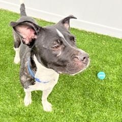 Enlarge Trixie, a ADOPTABLE mixed breed in Mount Juliet, TN image 5/5