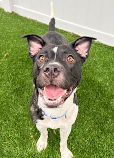 Enlarge Trixie, a ADOPTABLE mixed breed in Mount Juliet, TN image 1/5