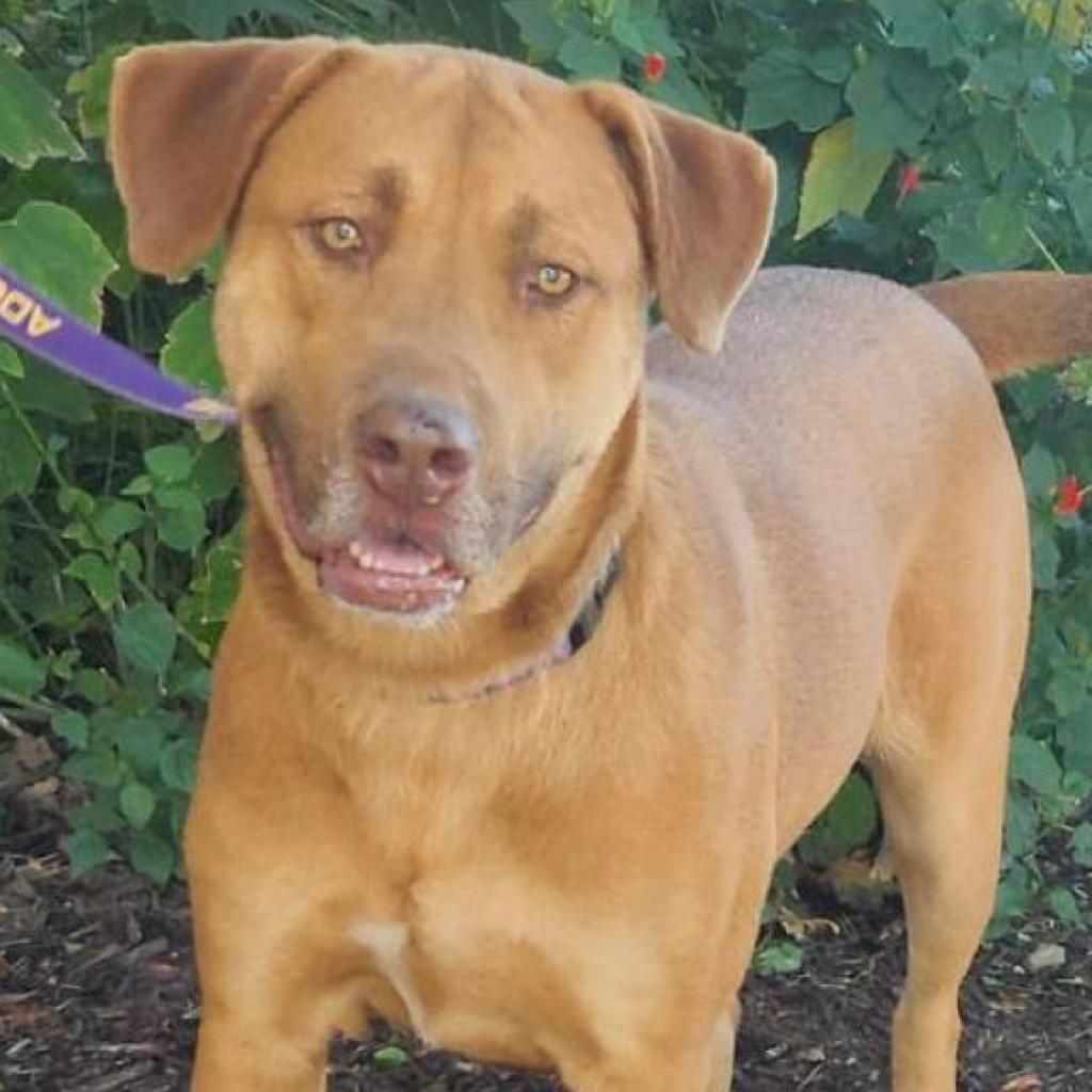 Rosie Posie JuM, a Adoptable mixed breed in Austin, TX image 5/6