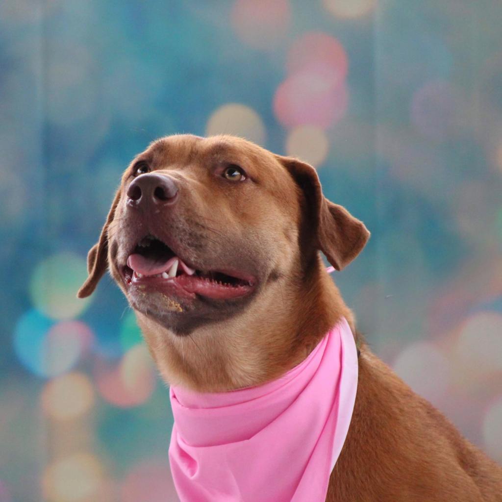 Rosie Posie JuM, a Adoptable mixed breed in Austin, TX image 2/6