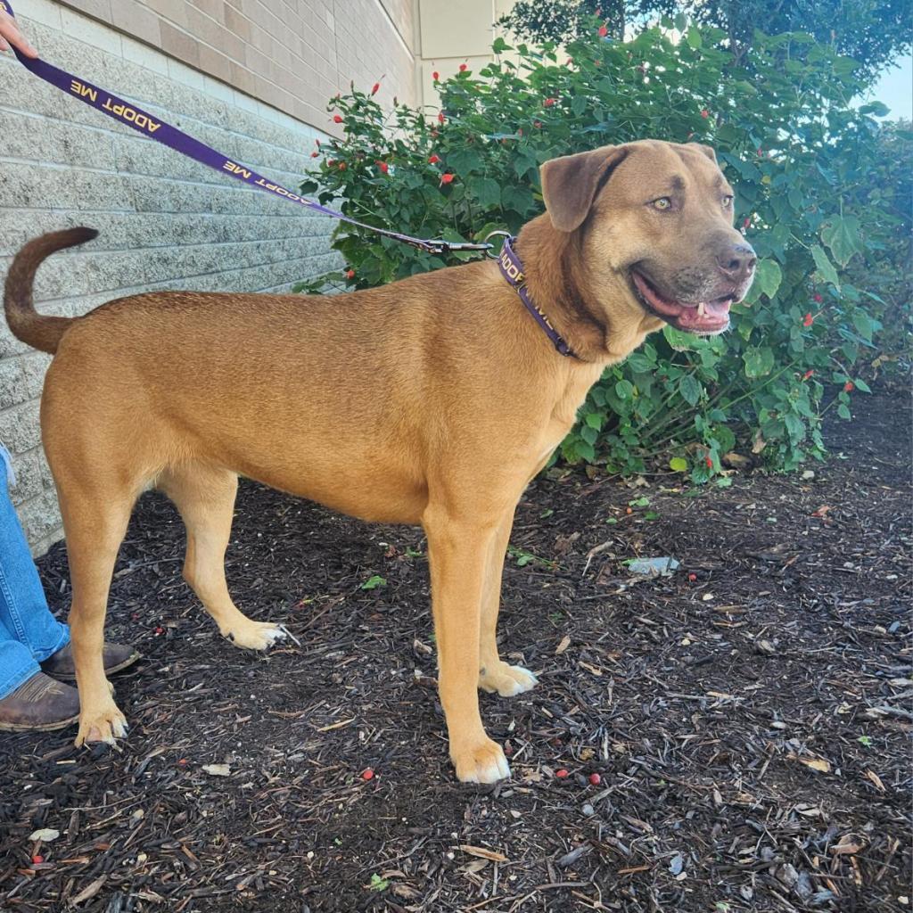 Rosie Posie JuM, a Adoptable mixed breed in Austin, TX image 6/6