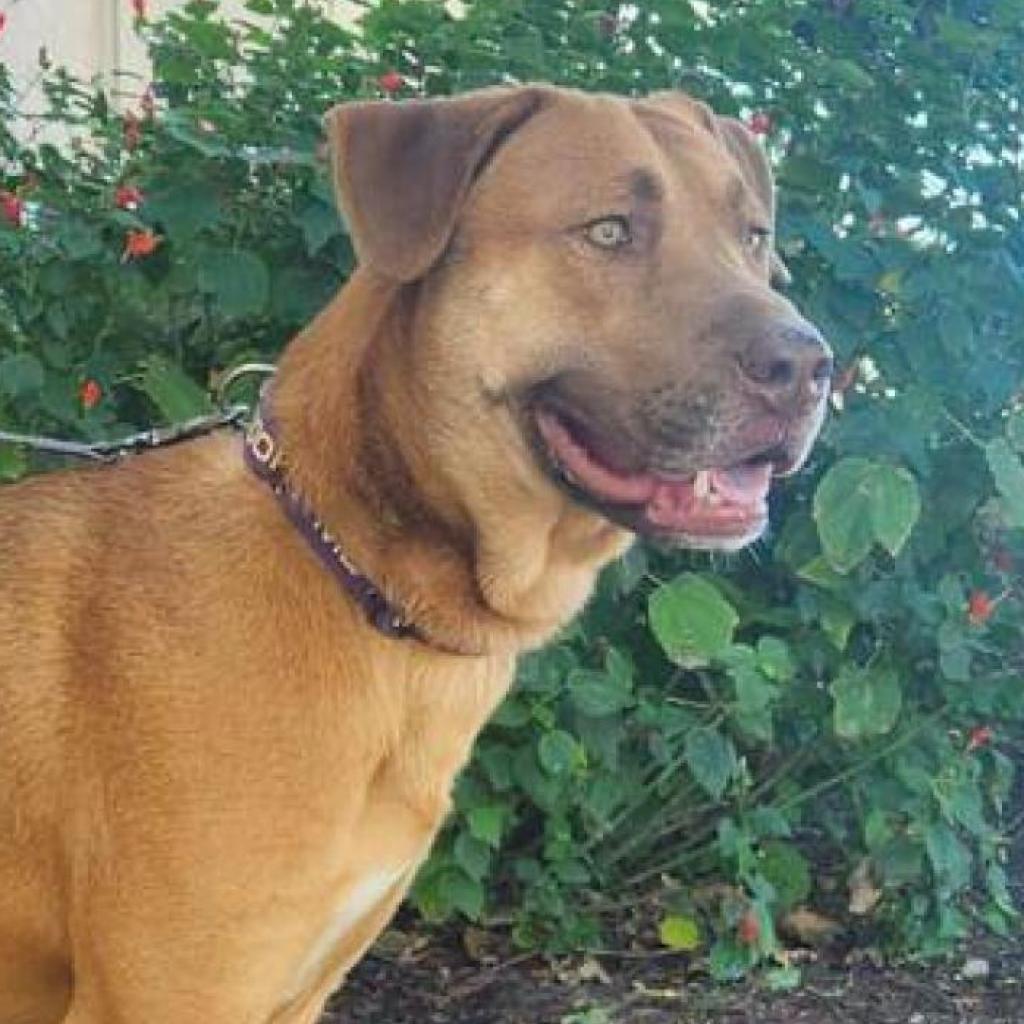 Rosie Posie JuM, a Adoptable mixed breed in Austin, TX image 3/6