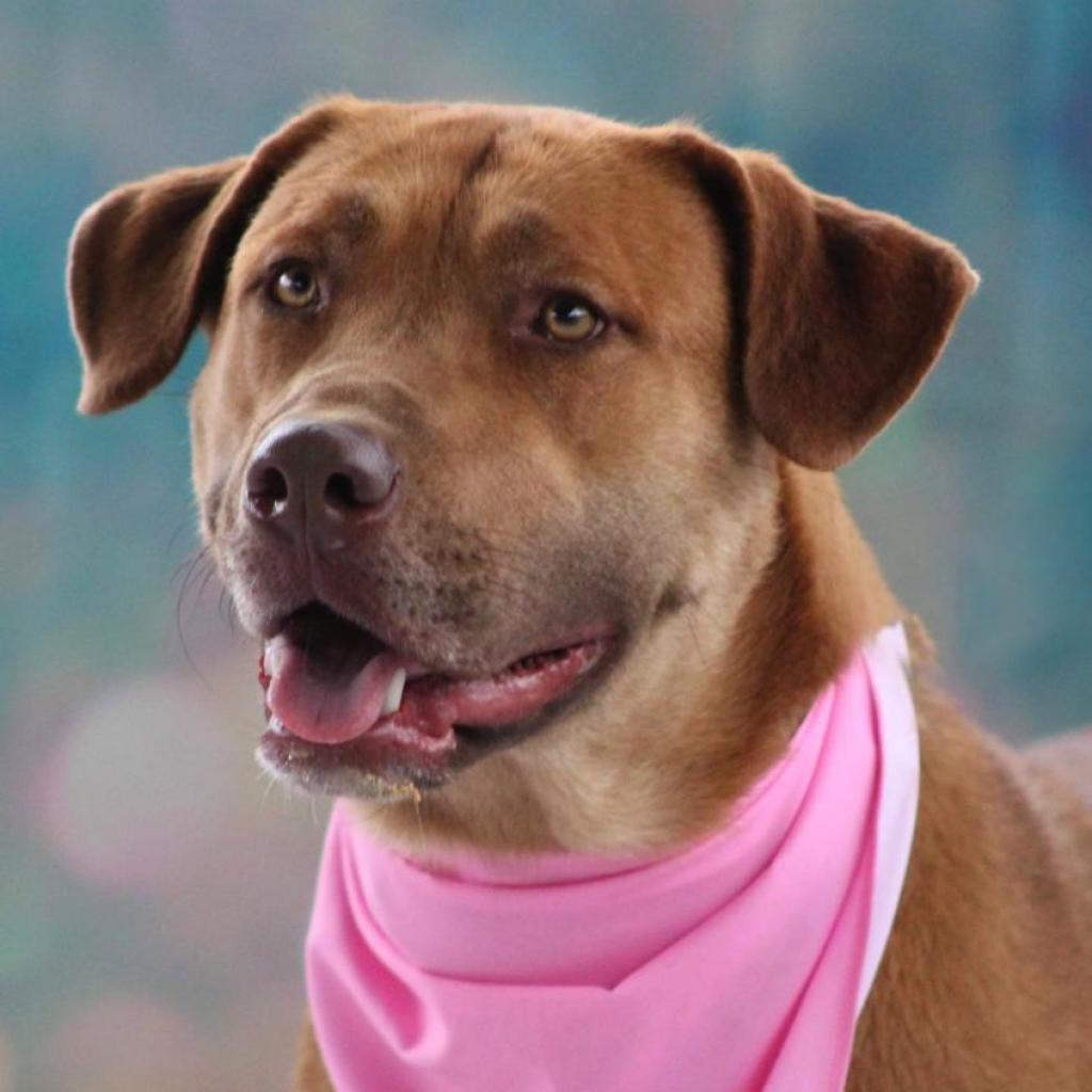 Rosie Posie JuM, a Adoptable mixed breed in Austin, TX image 1/6
