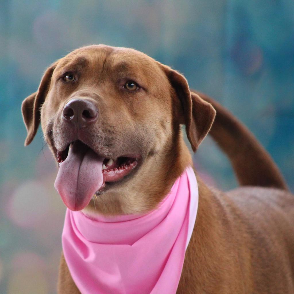 Rosie Posie JuM, a Adoptable mixed breed in Austin, TX image 4/6