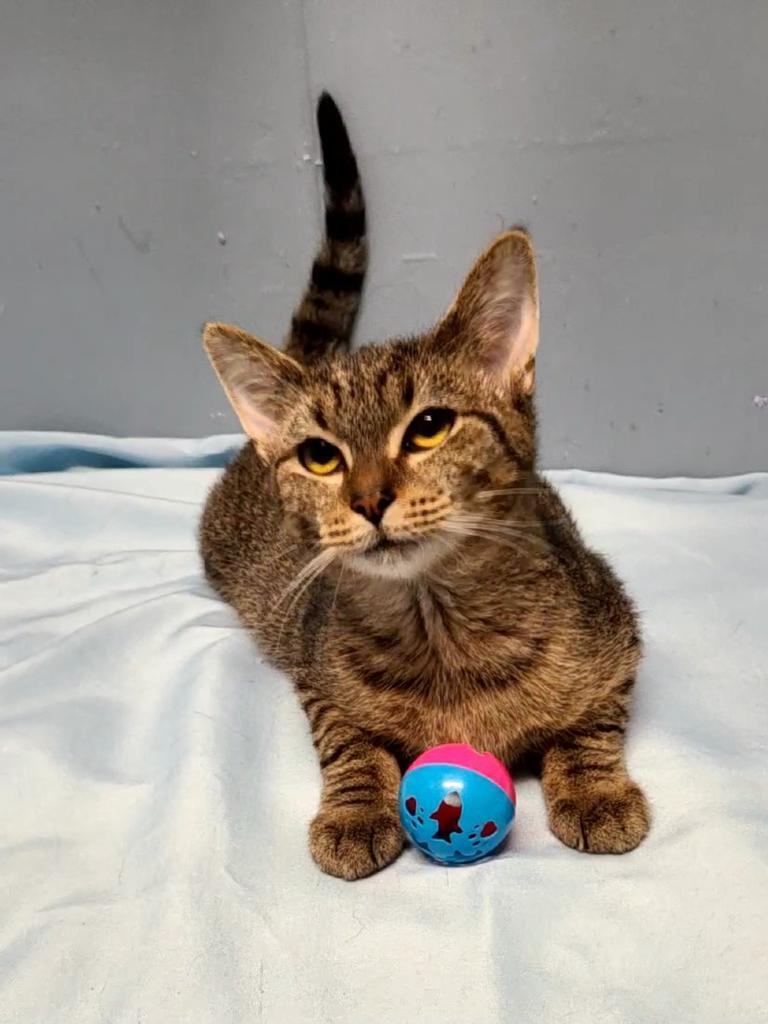 Cordelia, Adoptable, Young Female Domestic Short Hair.