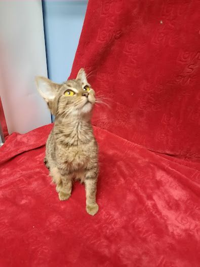 Enlarge Cordelia, a Adoptable Domestic Short Hair in Hoopeston, IL image 2/4