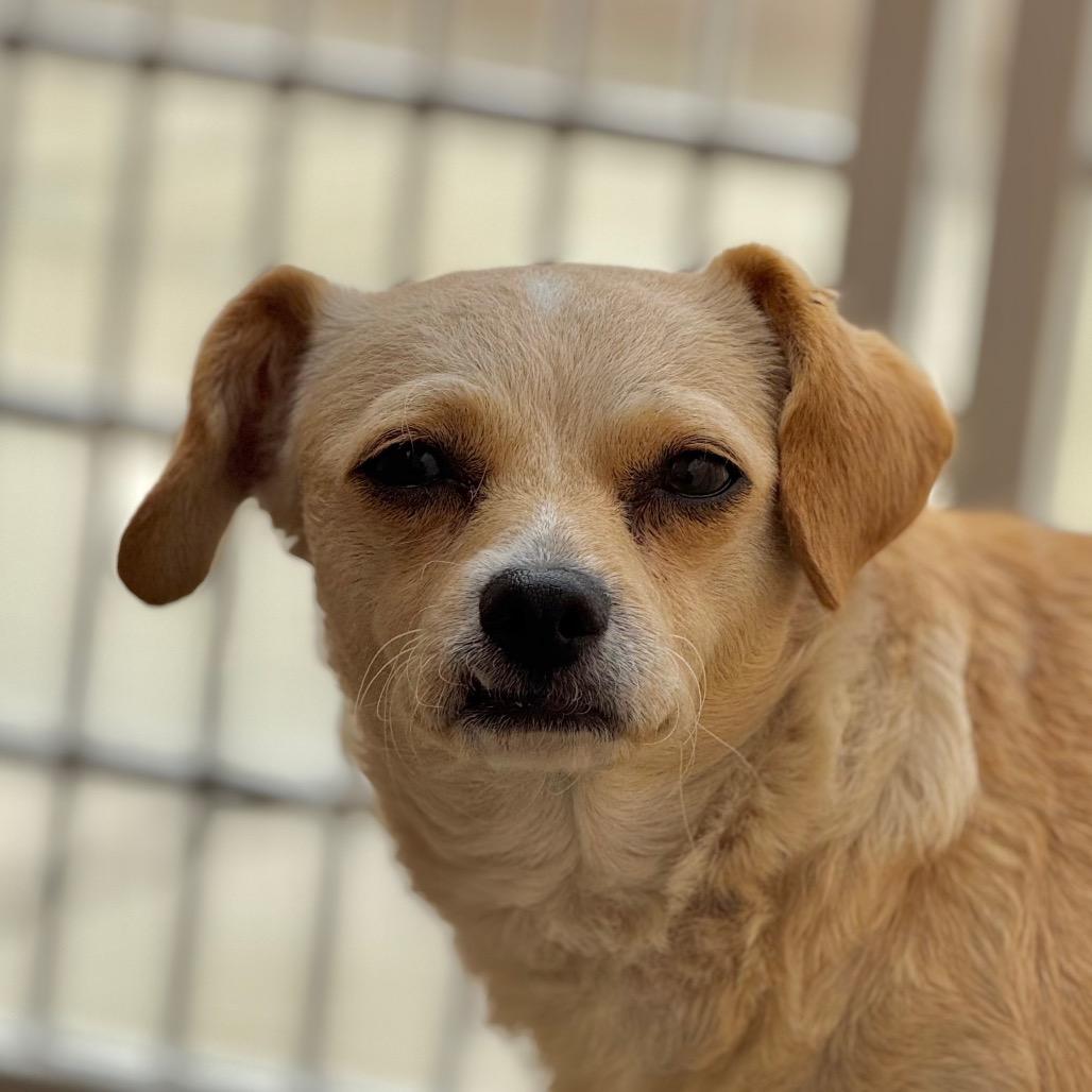 Enlarge Stevie, a Adoptable mixed breed in Santa Barbara, CA image 2/3